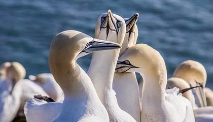 《面包人冒险》版本更新