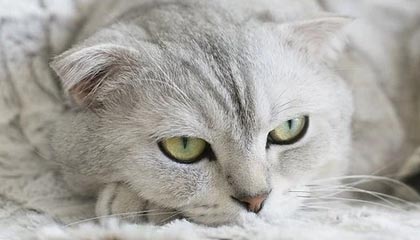 《面包人冒险》版本更新