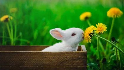 《面包人冒险》版本更新